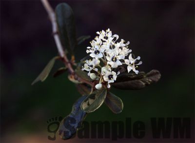 BigPodCeanothus
