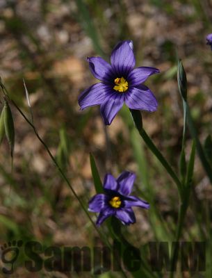 BlueEyeGrass_02.jpg