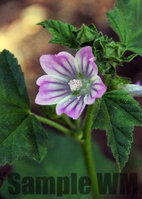 BullMallow
