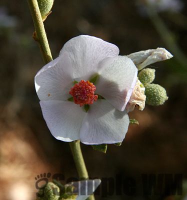 BushMallow_03
