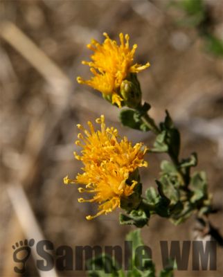 CaliforniaEverlasting_002_small
