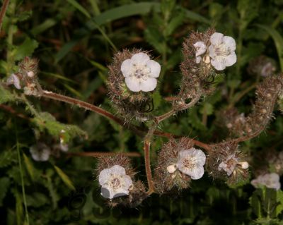 CatapilarPhaslia
