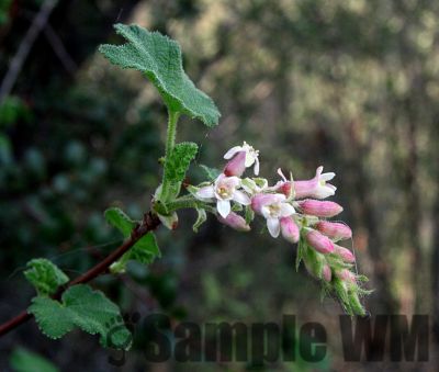 ChaparralCurrant
