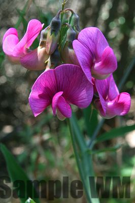 ChaparralPea_01
