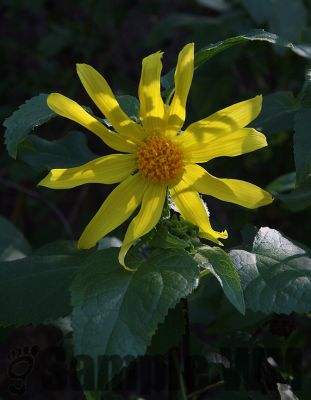 CliffDaisy_01
