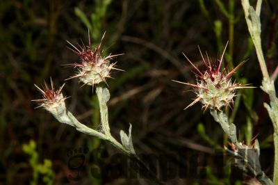 CobWebThistle
