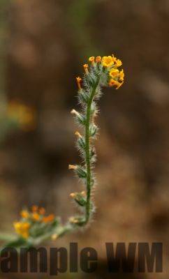 CommonFiddleneck
