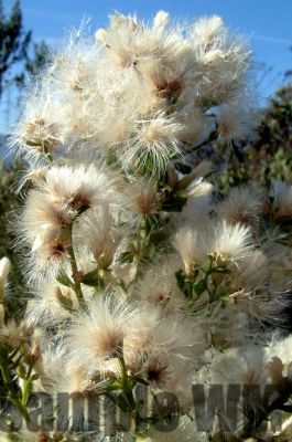 CoyoteBush
