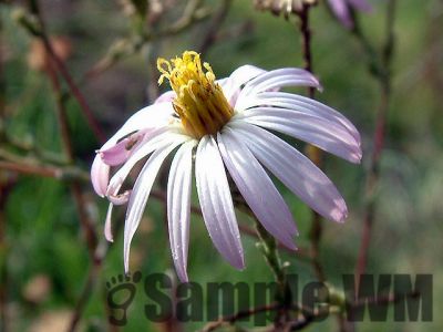 Cudweed_Aster
