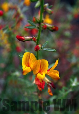 Deerweed
