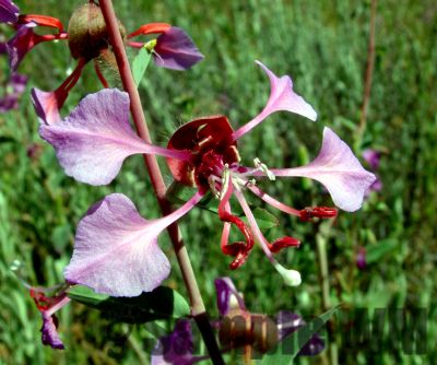 ElegantClarkia01
