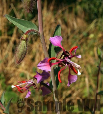 ElegantClarkia_01
