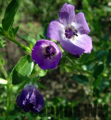 FiestaFlower3
