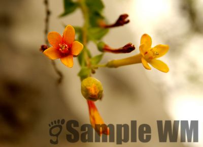 GoldenCurrant
