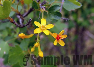 GoldenCurrant_02
