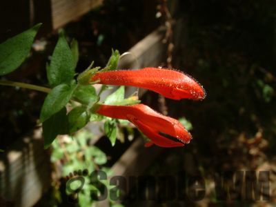 HeartLeavedPenstemon2
