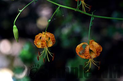 HumboltLily_2

