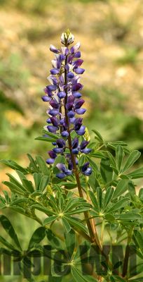 Lupin
