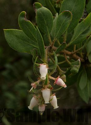 Manzanita_01
