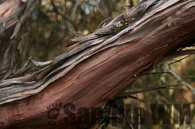 Manzanita_02
