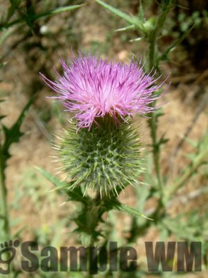 Milk_Thistle
