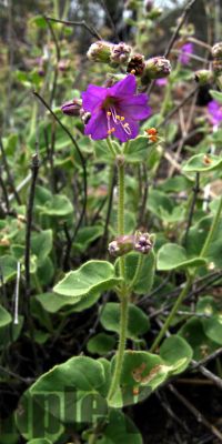 Phacelia
