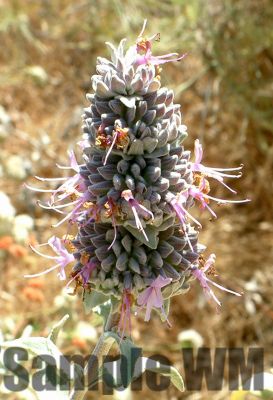 PurpleSage
