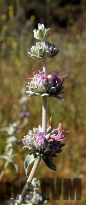 PurpleSage_02

