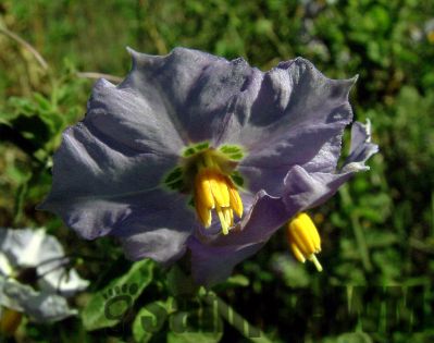 Purple_Nightshade

