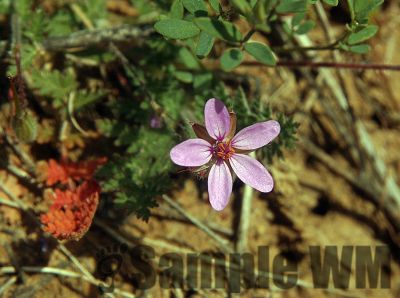 Red stem Filaree_01
