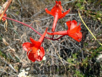 ScarletLarkspur
