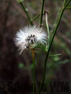 ShrubbyButterweed
