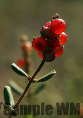 SouthernHoneysuckle
