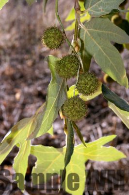 Sycamore_02
