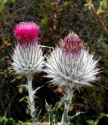 Thistle
