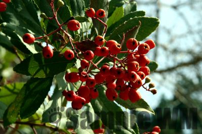 Toyon
