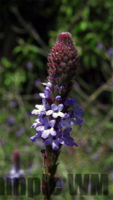 Vervain
