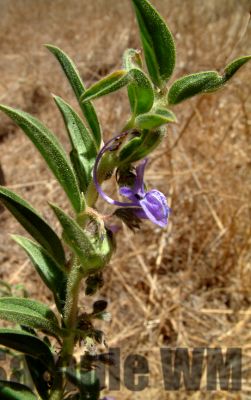 VinagerWeed3
