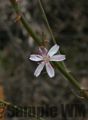 WhitePlumeWireLettuce
