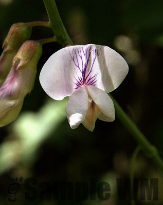 WildSweetPea_print
