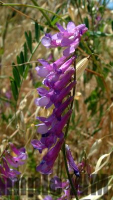 WinterVetch02
