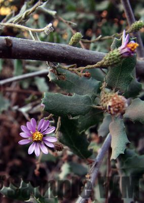 WoollyAster_09262020
