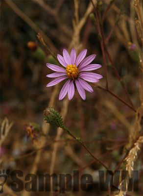 WoolyAster_02
