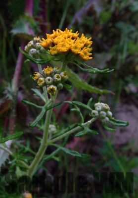 YellowButterflyWeed
