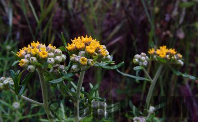 YellowButterflyWeed2
