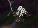 BigPodCeanothus~0.jpg