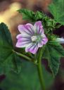 BullMallow.jpg
