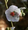 BushMallow_03.jpg