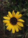 BushSunflower.jpg