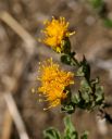 CaliforniaEverlasting_002_small.jpg